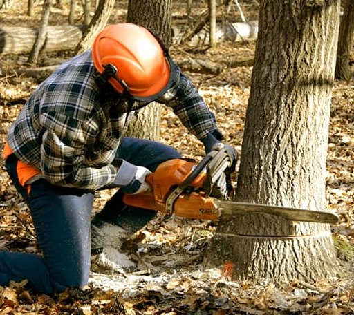 Tree Removal in Saxon, WV